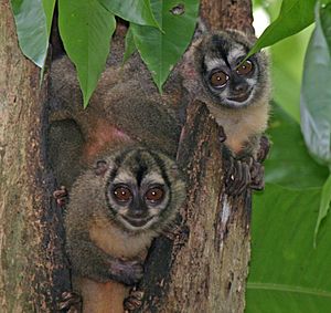 Panamanian Night Monkeys2