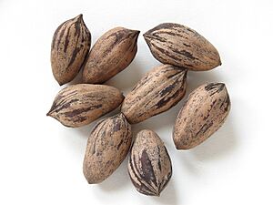 Pecans-4352