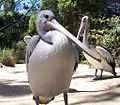 Pelican@melb zoo02