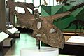 Philip J. Currie Albertaceratops