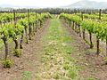 PikiWiki Israel 12980 Organic Vineyard in the Golan Heights