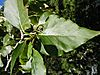 Populus balsamifera (5002986268)