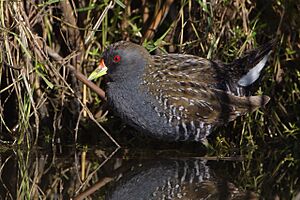 Porzana fluminea - Gould's Lagoon