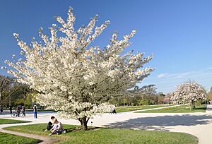 Prunus speciosa in the Jardin des Plantes 002