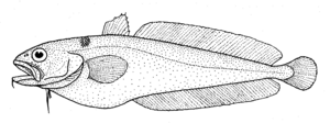 Pseudophycis breviuscula (Northern bastard codling).gif