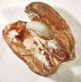 Pupa of Sitophilus granarius (L.) inside a wheat kernel (cropped)