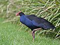 Purple Swamp Hen Wollongong