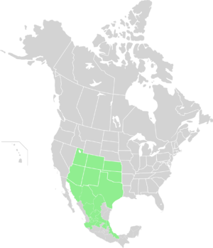 Range map-Senecio flaccidus-Native