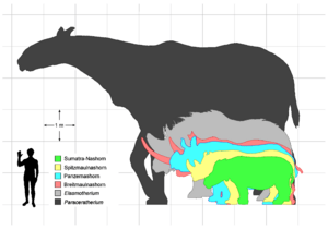 Rhino sizes