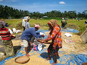 Rice harvest in Bali 2