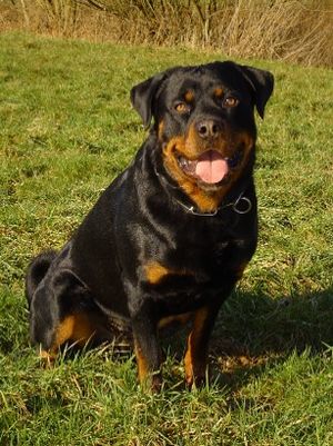 Rottweiler Facts for