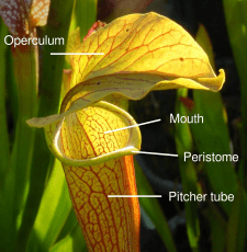 Sarracenia pitcher anatomy basic