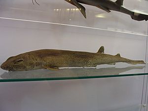Scyliorhinus canicula.001 - Natural History Museum of London