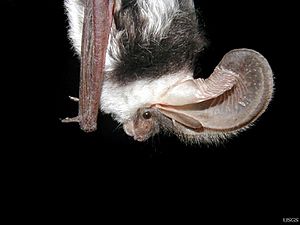 Side view of spotted bat -Euderma maculatum- by Paul Cryan