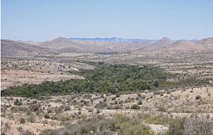 Sonoita Creek Riparian Forest Arizona 2014