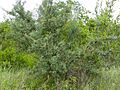 Sourplum (Ximenia caffra) (11712397386)