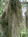 Spanish-Moss