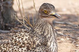 Spotted Thick-knee (Burhinus capensis) cooling down by panting ... (32236049388)