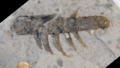 Stanleycaris sp. KUMIP 153923