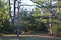 Steephill through the trees
