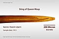 Sting of Queen Wasp