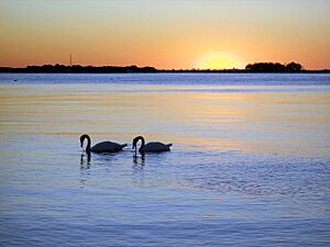 Swans, Sunrise