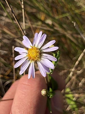 Symphyotrichum simmondsii 108253068.jpg