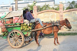 Tanga (carriage) at Darbhanga Bihar