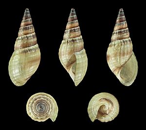 Tarebia granifera 001