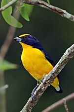 Thick-billed euphonia (Euphonia laniirostris crassirostris) male