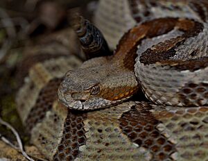 Timber rattlesnake Facts for Kids