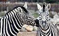 Two zebras in Colchester Zoo - Flickr
