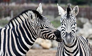 Two zebras in Colchester Zoo - Flickr