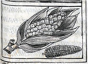 Uno de los primeros imagines europeos de maiz