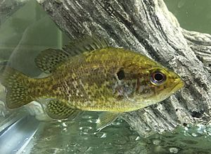 Warmouth (Lepomis gulosus) from Kickapoo State Park, east-central Illinois