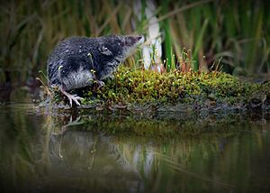 Water-shrew on a Mossy Bank.jpg