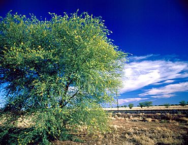 Wattle tree spotted with delicate yellow flowers near Richmond, Queensland, 1985.jpg