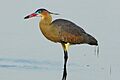 Whistling heron (Syrigma sibilatrix)
