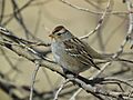 White-crowned Sparrow (3)
