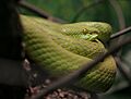 White-lipped Pitviper