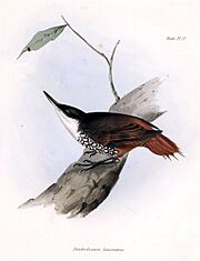 White-throated Treerunner - Gould