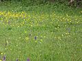 Winks Meadow 6