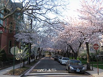 Wooster square cherry trees.jpg
