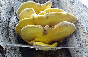 Yellow bracket fungus