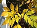 2014-10-29 13 12 58 Green Ash foliage during autumn coloration in Ewing, New Jersey