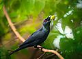 ASIAN GLOSSY STARLING