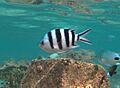 Abudefduf sexfasciatus Réunion
