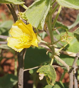 Abutilon otocarpum flower