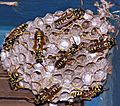 Active Wasp Nest