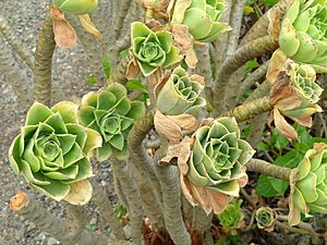 Aeonium balsamiferum - University of California Botanical Garden - DSC08921.JPG